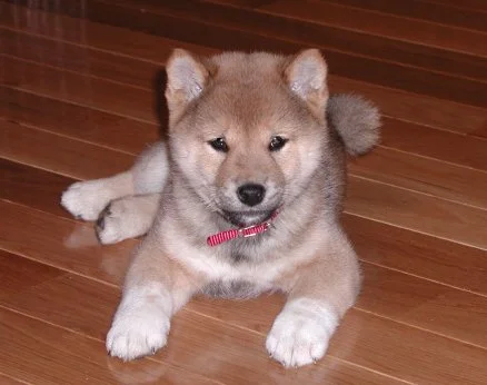 Šiba inu (Shiba Inu)
