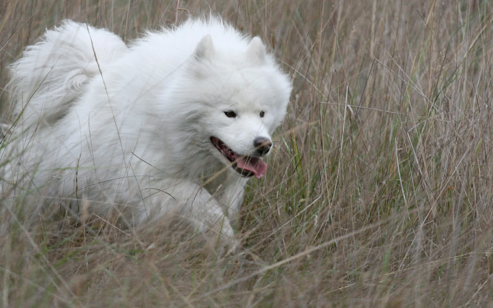 Samojed