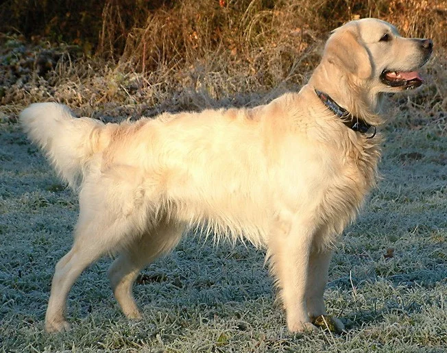 Zlati retriver (Golden Retriever)