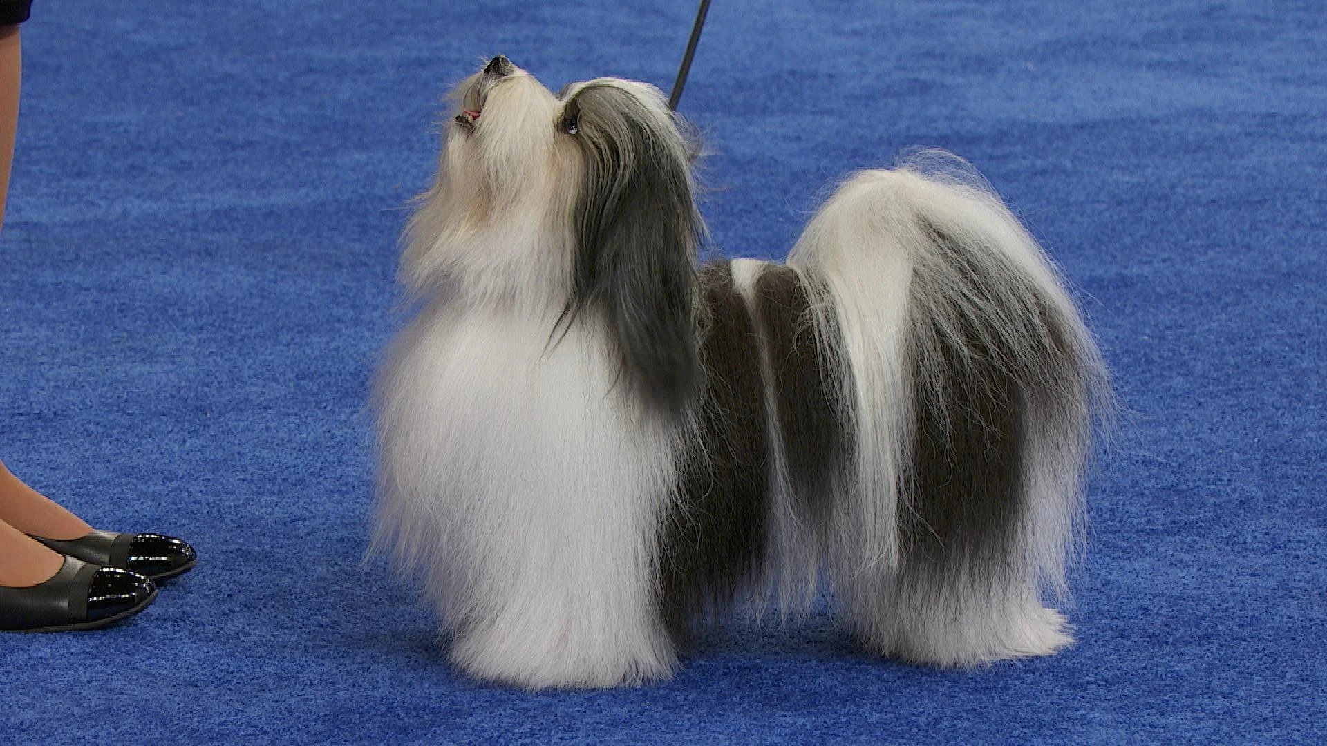 Havanec (Havanese)