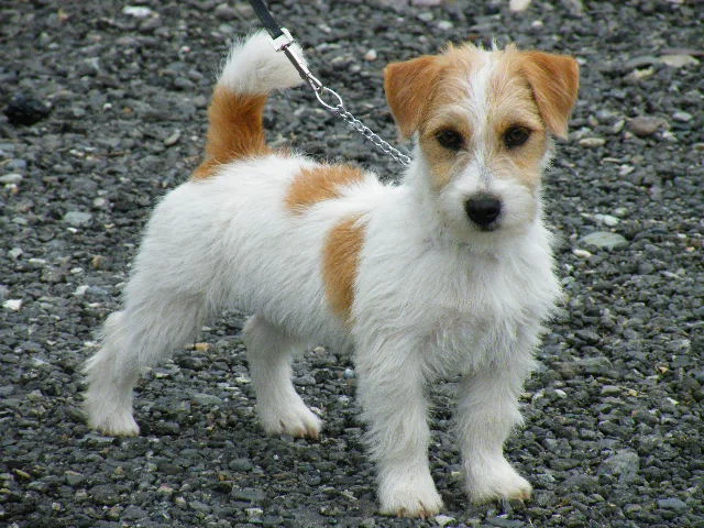 Jack Russell terier (Jack Russell Terrier)
