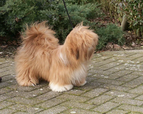 Lasa apso