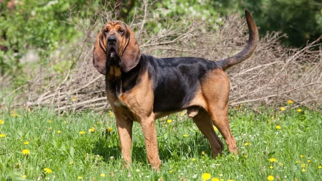 Krvosledec (Bloodhound)