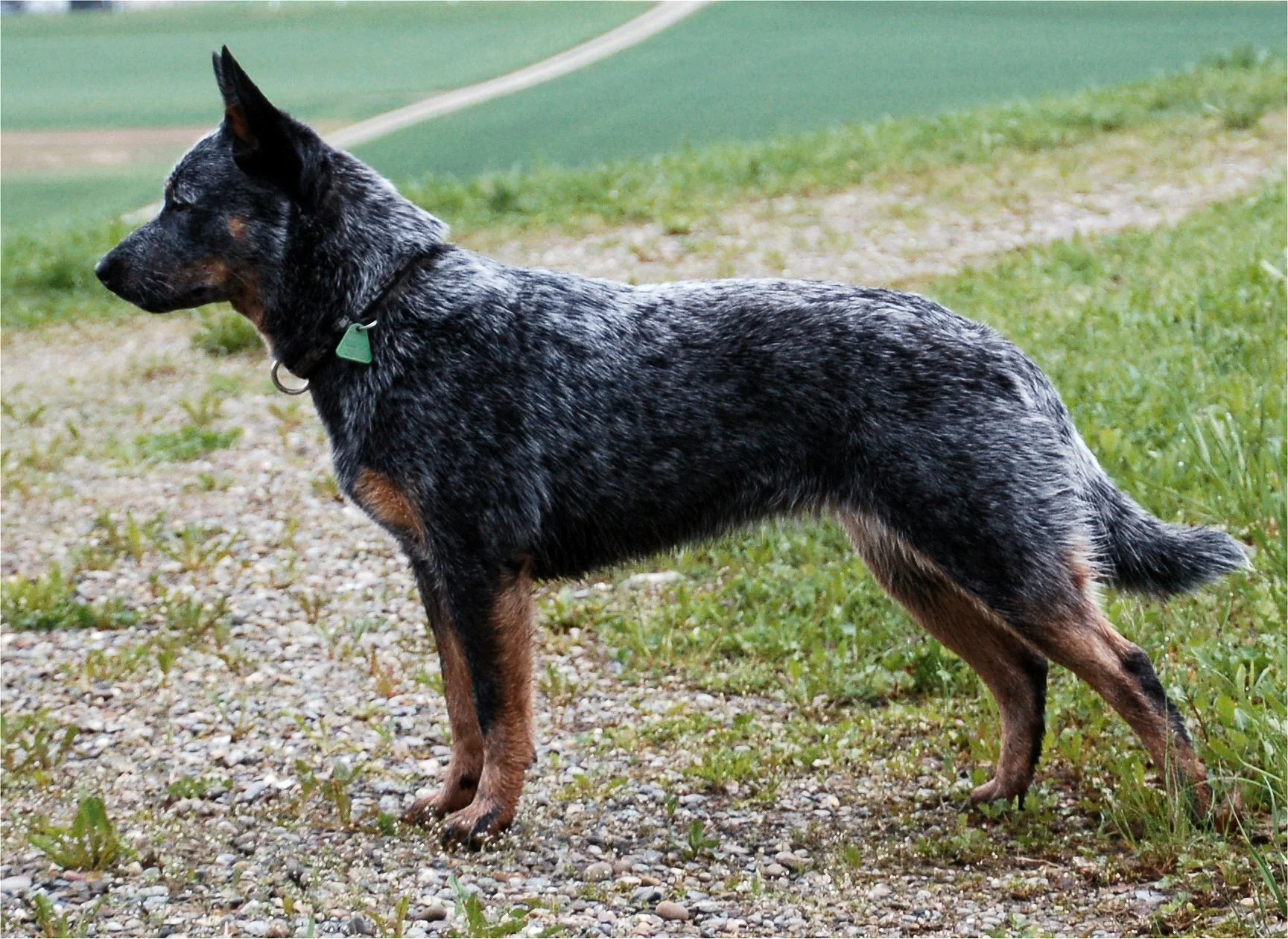 Nemški ovčar (German Shepherd Dog)
