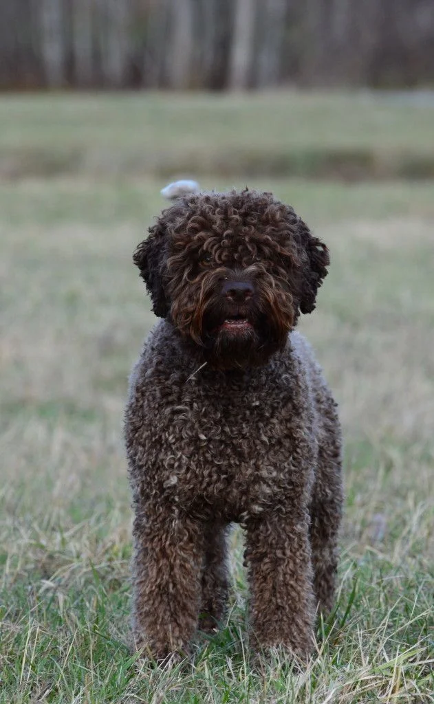 Lagotto romagnolo (Lagotto Romagnolo)
