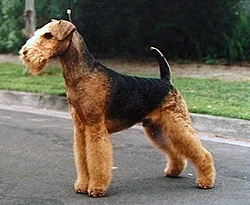 Airedalski terier (Airedale Terrier)