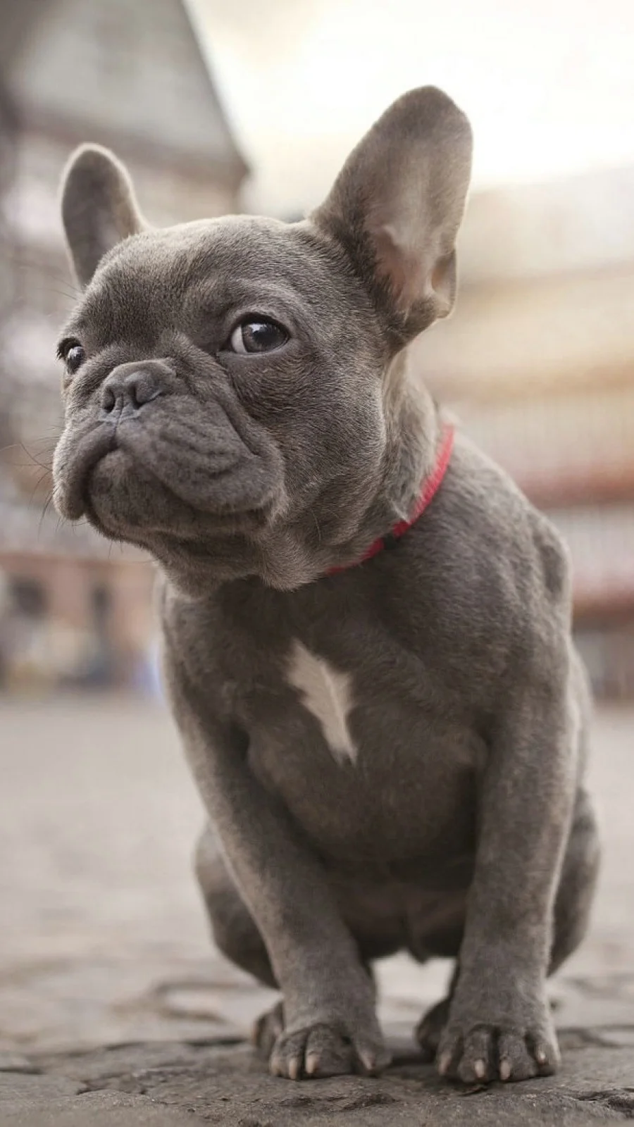 Francoski buldog (French Bulldog)