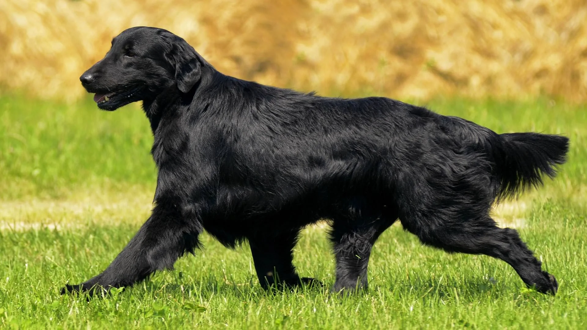Gladkodlaki prinašalec (Flat-Coated Retriever)