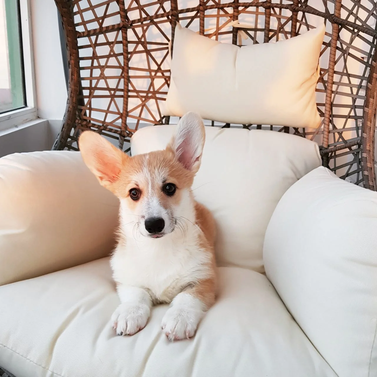 Welški ovčar pembroke (Pembroke Welsh Corgi)