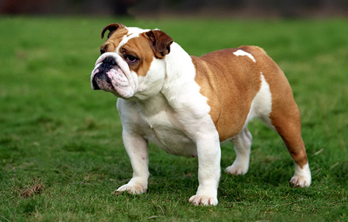 Angleški buldog (English Bulldog)