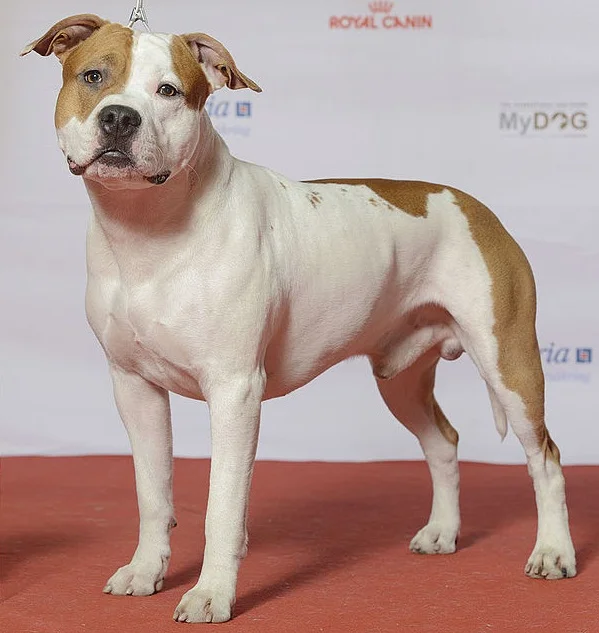 Ameriški staffordshirski terier (American Staffordshire Terrier)