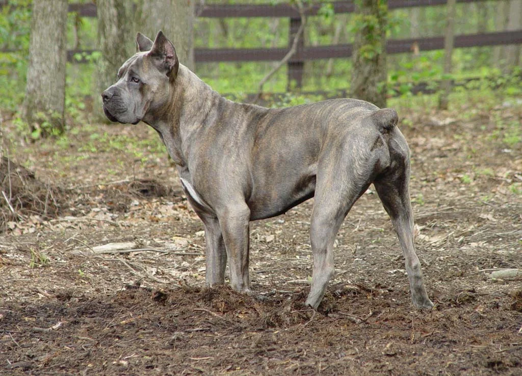 Cane corso (Cane Corso)