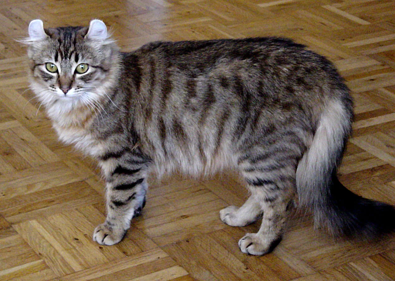Ameriški curl (American Curl)