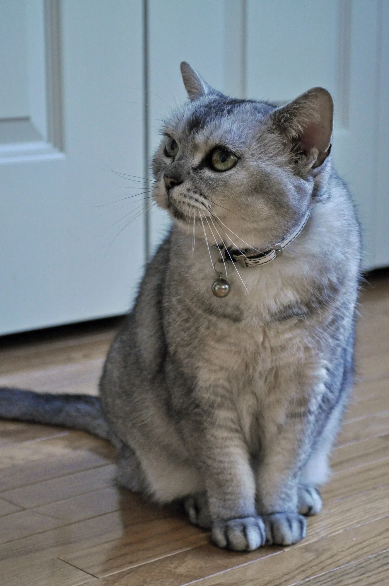 Ameriška kratkodlaka mačka (American Shorthair)