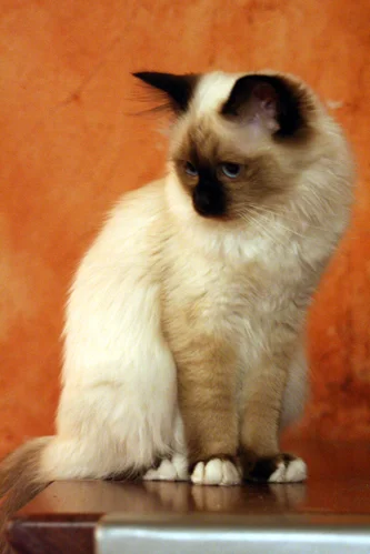 Birma (Birman)