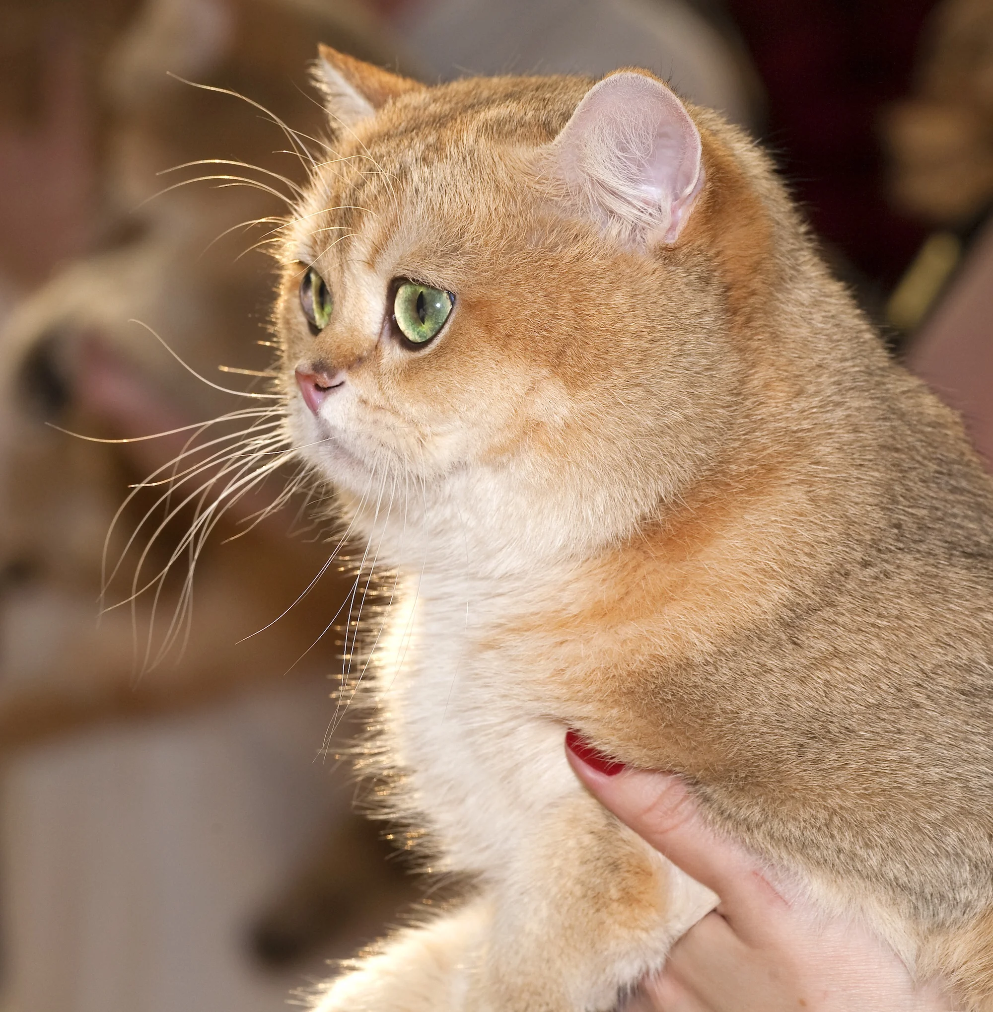 Britanska dolgodlaka mačka (British Longhair)