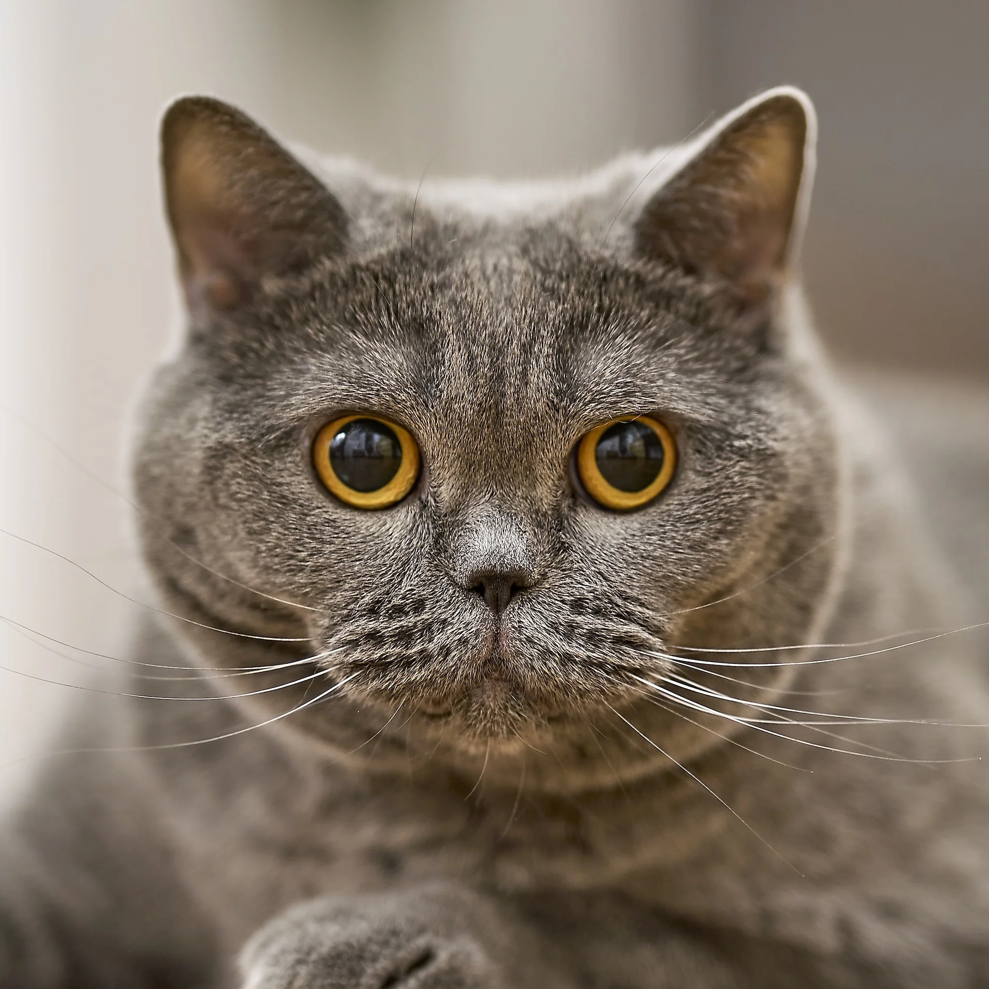Britanska kratkodlaka mačka (British Shorthair)