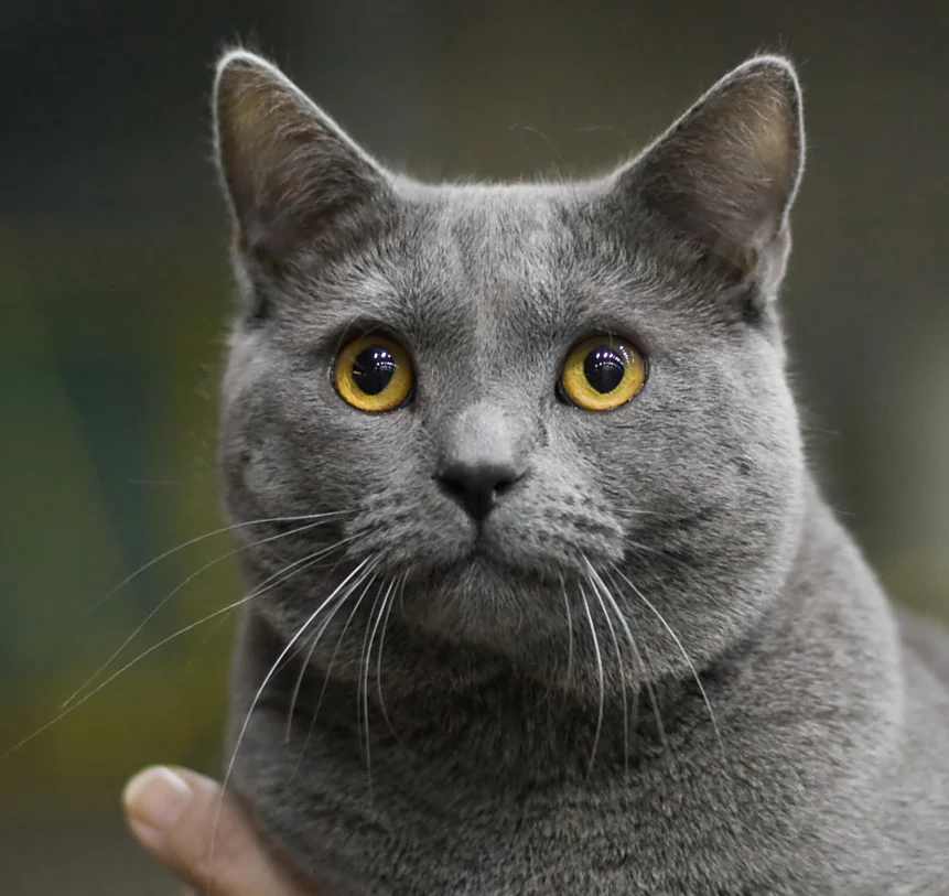 Kartuzijanka (Chartreux)