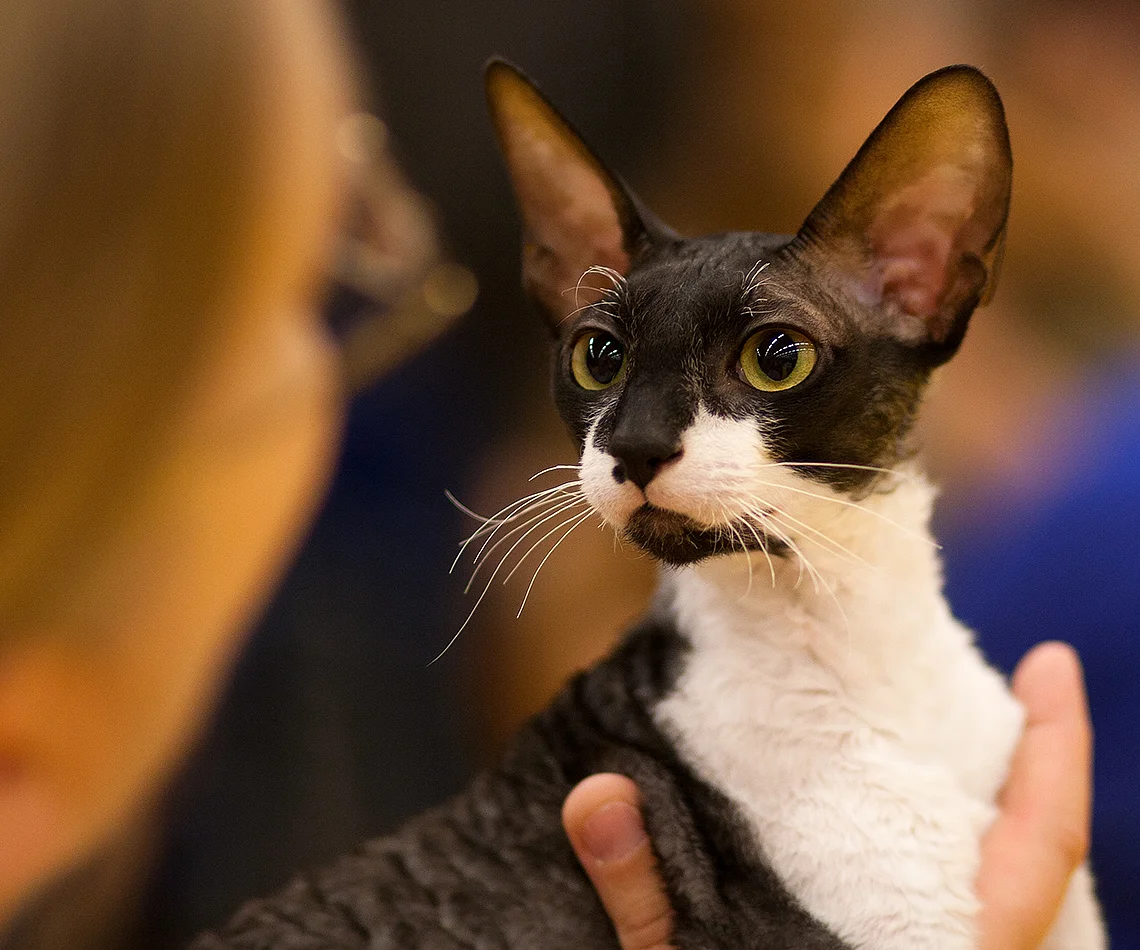 Cornish rex (Cornish Rex)
