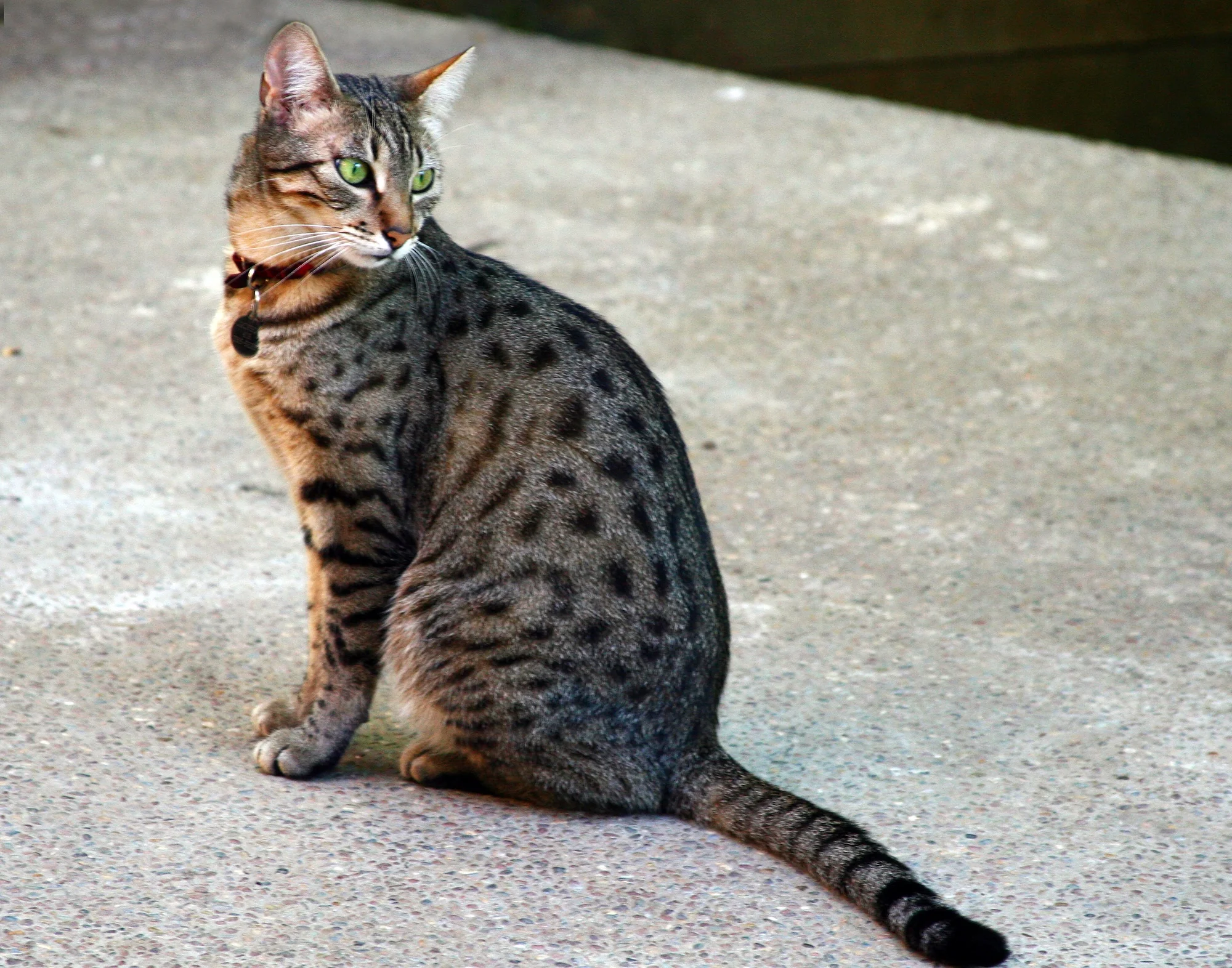 Egipčanska mau (Egyptian Mau)