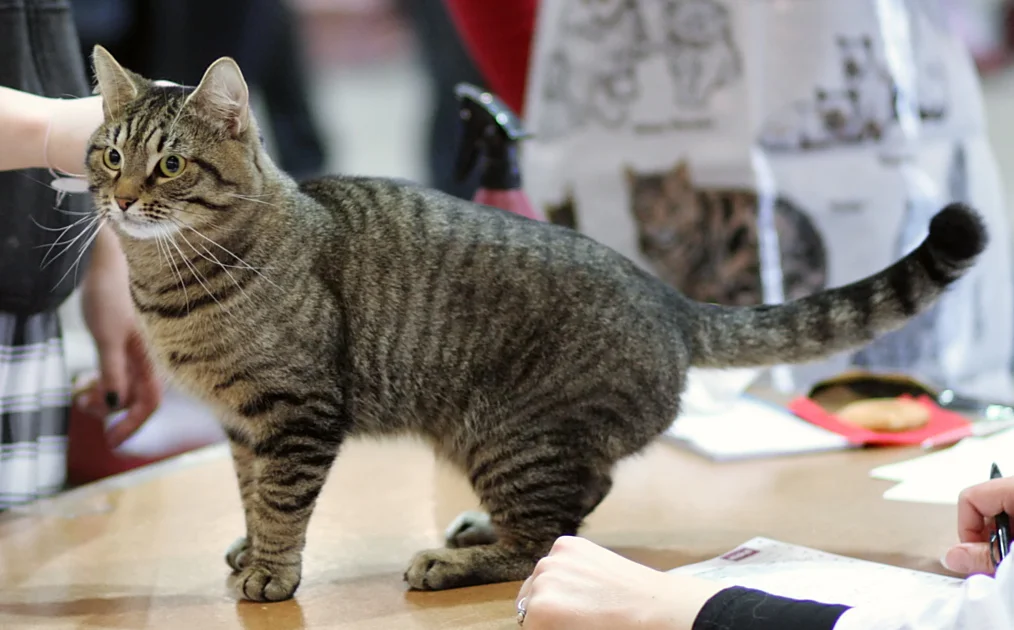 Evropska kratkodlaka mačka (European Shorthair)