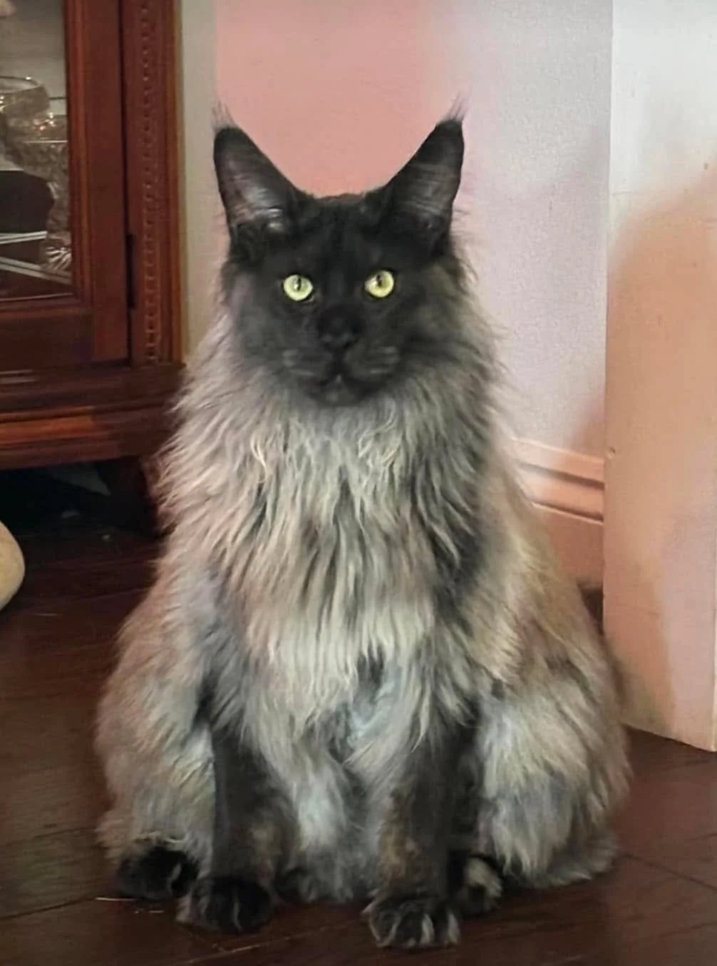 Maine Coon