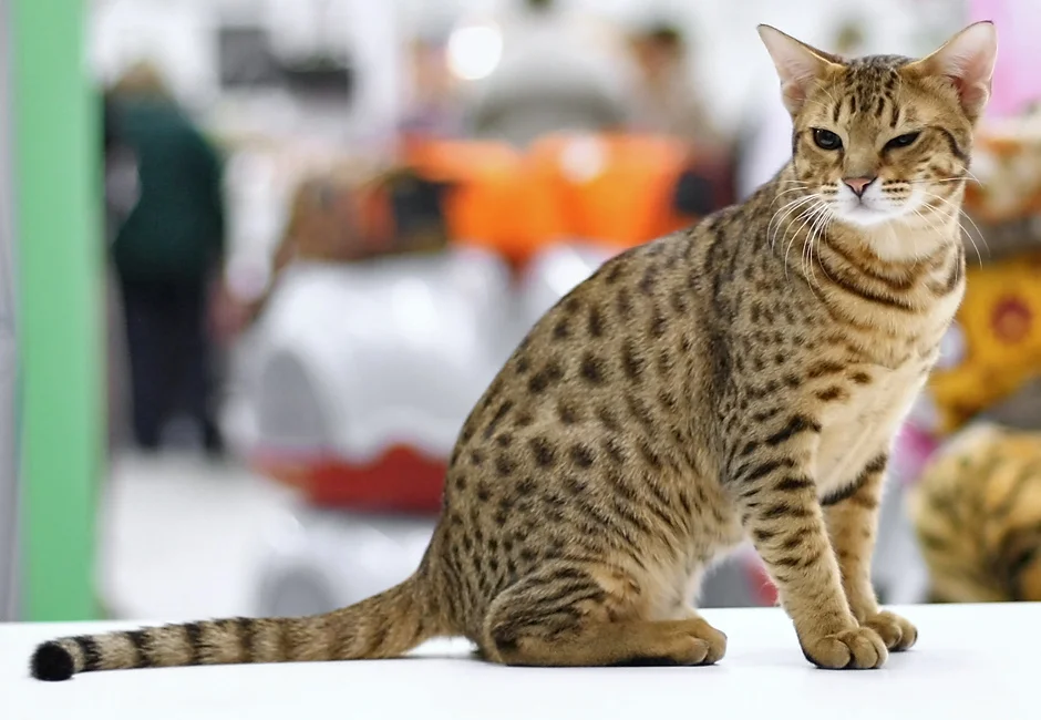 Ocicat (Ocicat)