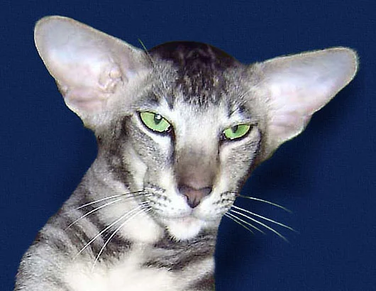 Orientalska kratkodlaka mačka (Oriental Shorthair)