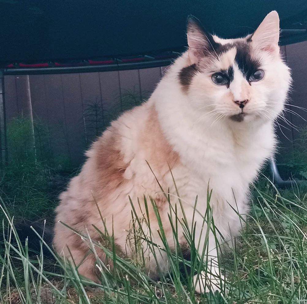 Ragdoll mačka (Ragdoll)