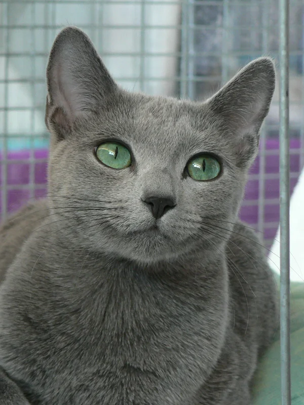 Ruska modra mačka (Russian Blue)