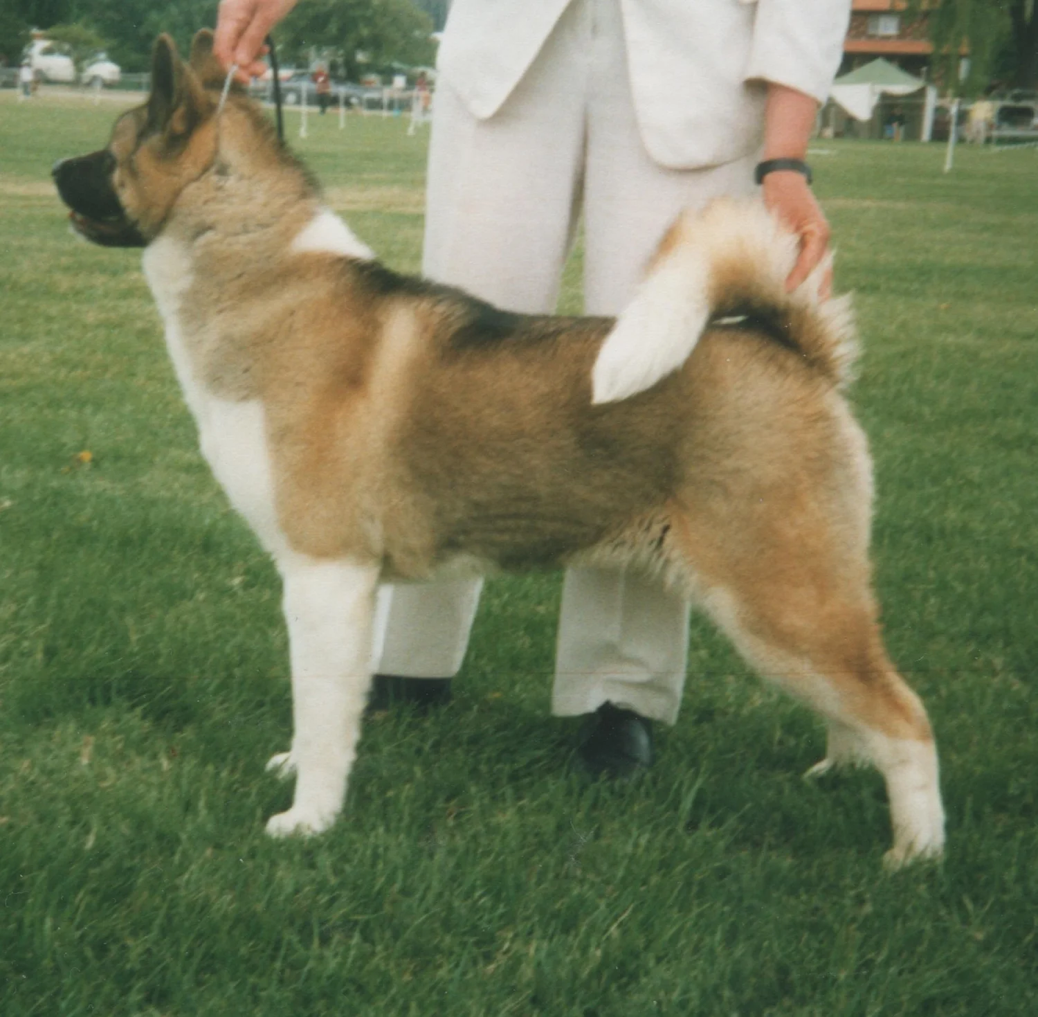 Akita inu (Akita Inu)