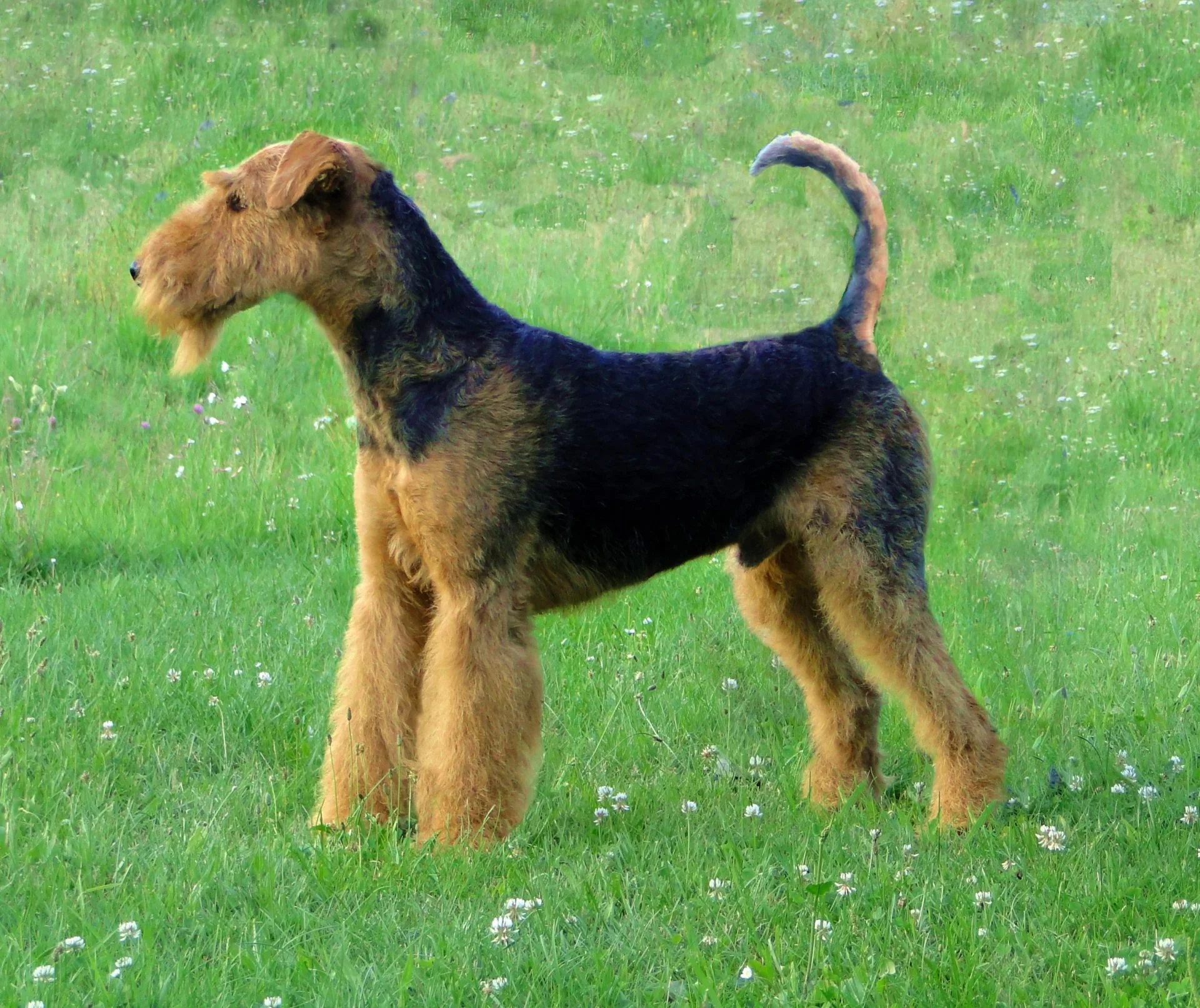 Airedalski terier (Airedale Terrier)