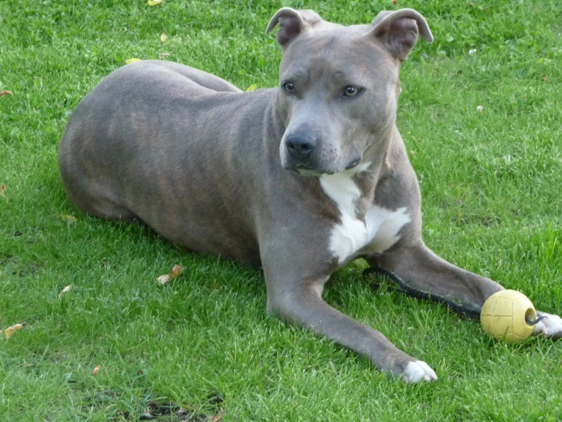 Ameriški staffordshirski terier (American Staffordshire Terrier)
