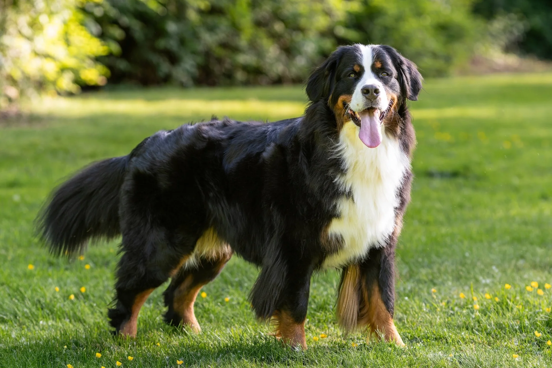 Bernski planšarski pes (Bernese Mountain Dog)