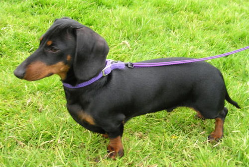 Mali jazbečar (Miniature Dachshund)