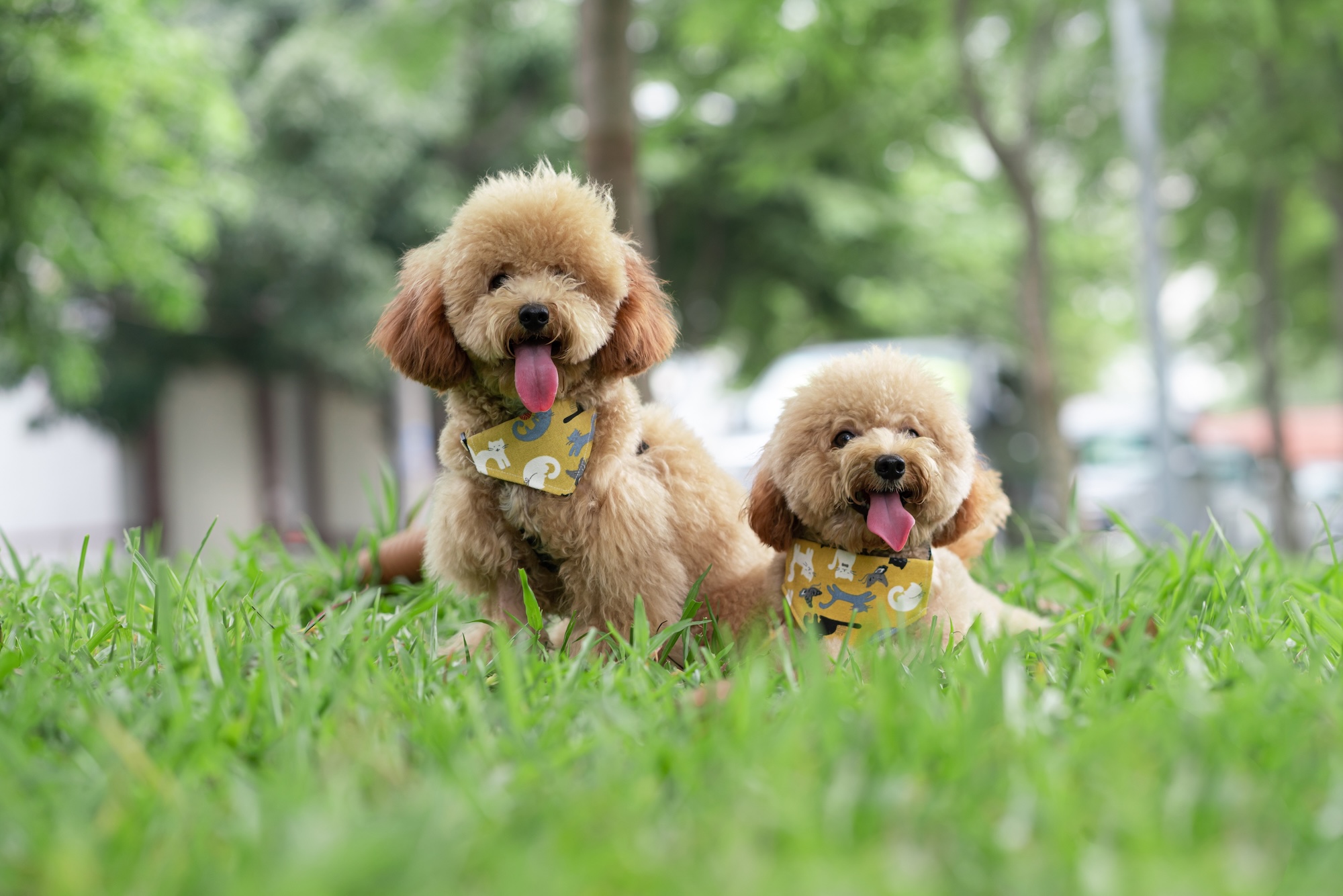 Toy koder (Toy Poodle)