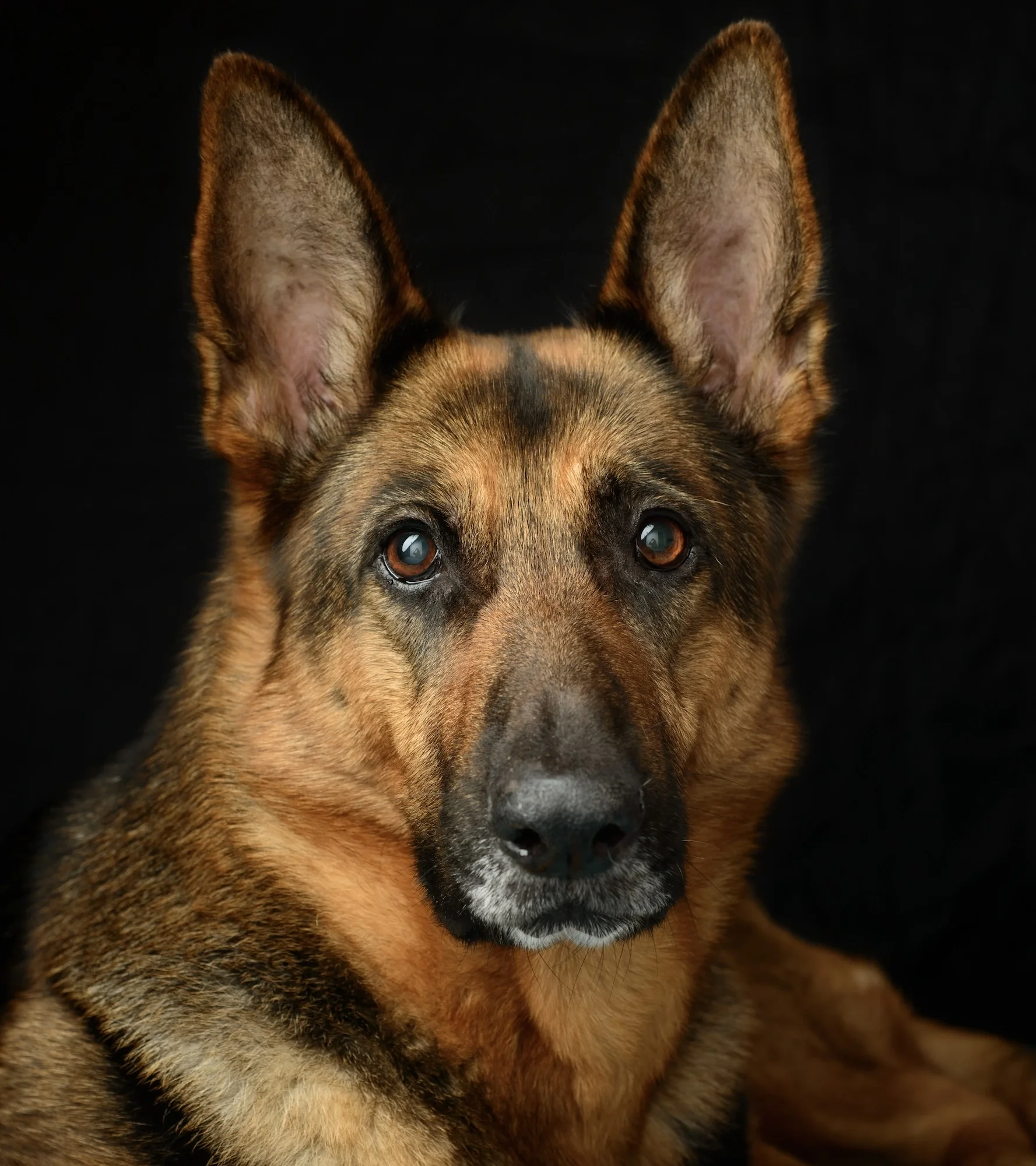 Nemški ovčar (German Shepherd Dog)